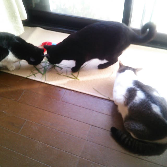 tomopさんの実例写真