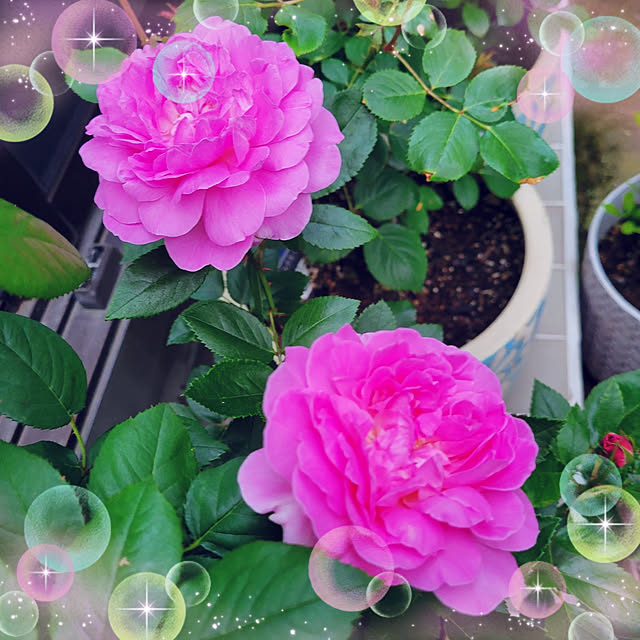 mimi828さんの実例写真