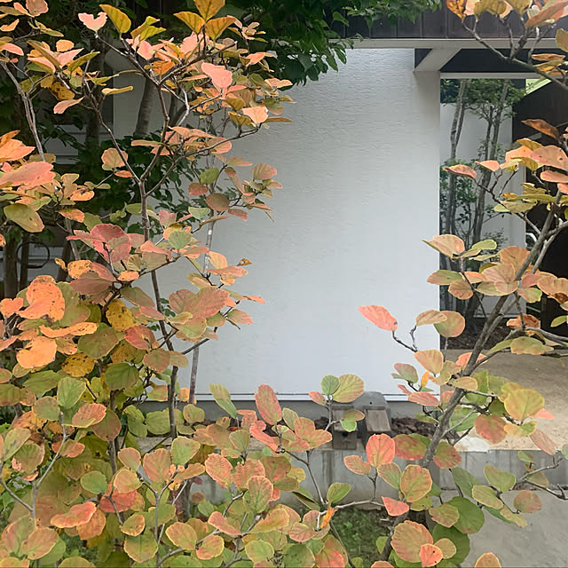 igukenさんの実例写真