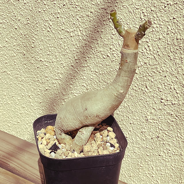 seiseiさんの部屋
