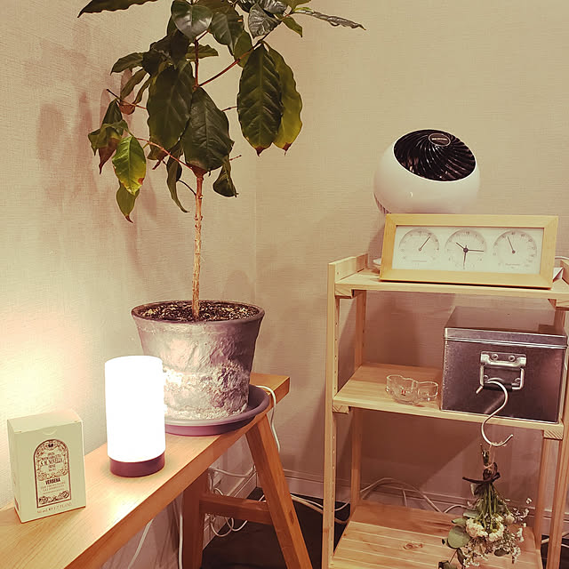 棚/観葉植物/照明/ドライフラワーのインテリア実例 - 2021-02-17 22:38:34