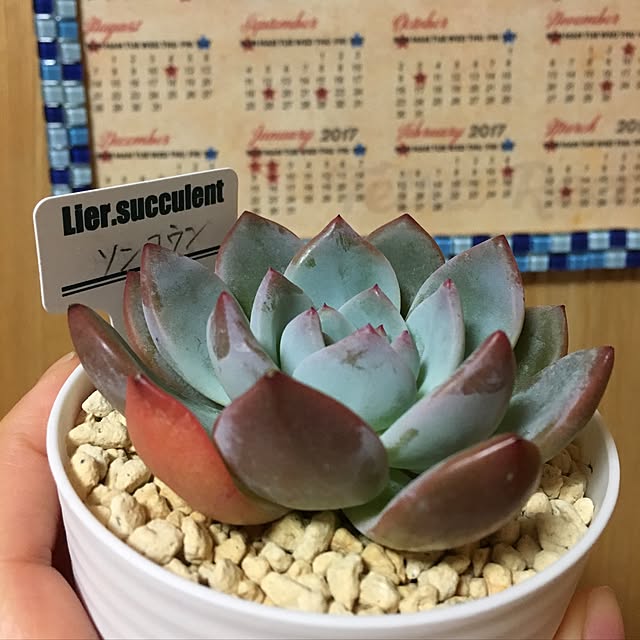 CHIROさんの実例写真