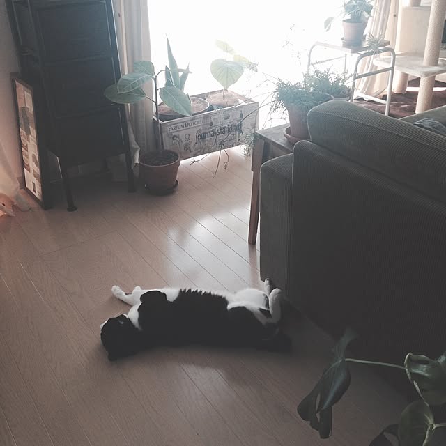 mikasakuさんの実例写真