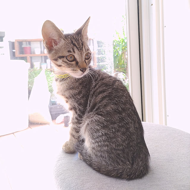 KJMRRさんの実例写真