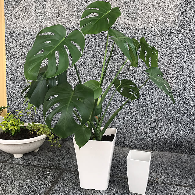collonさんの実例写真