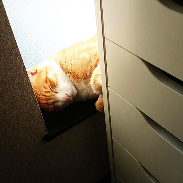 kazuyonさんの実例写真