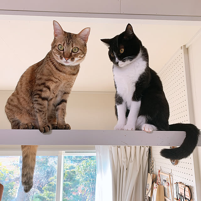 harukaさんの実例写真