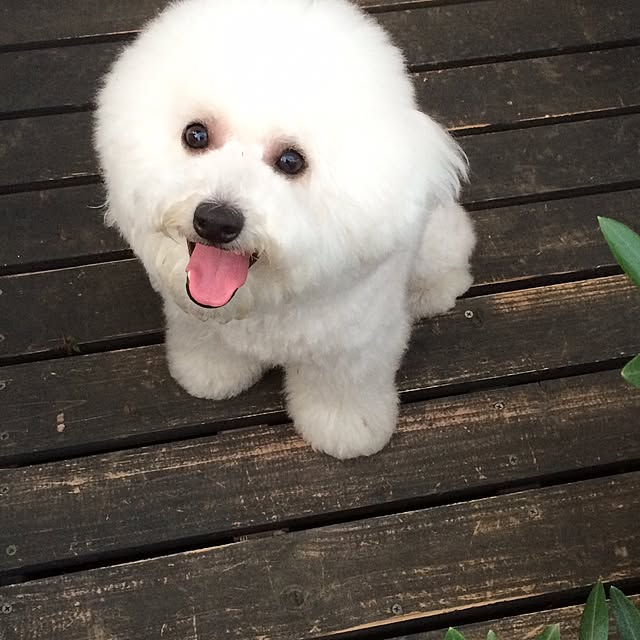 happy_bridgeさんの実例写真