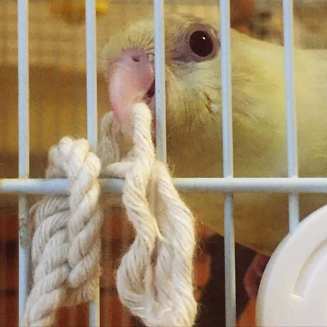 airiさんの実例写真