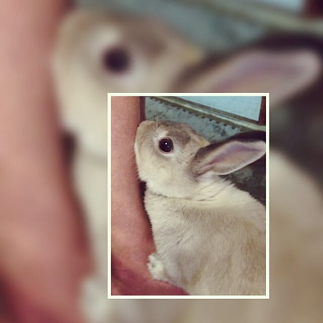 yokomokoさんの実例写真