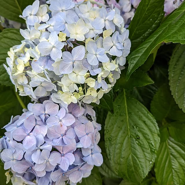 pomさんの実例写真