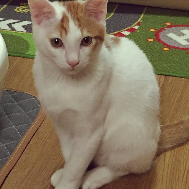 実例写真