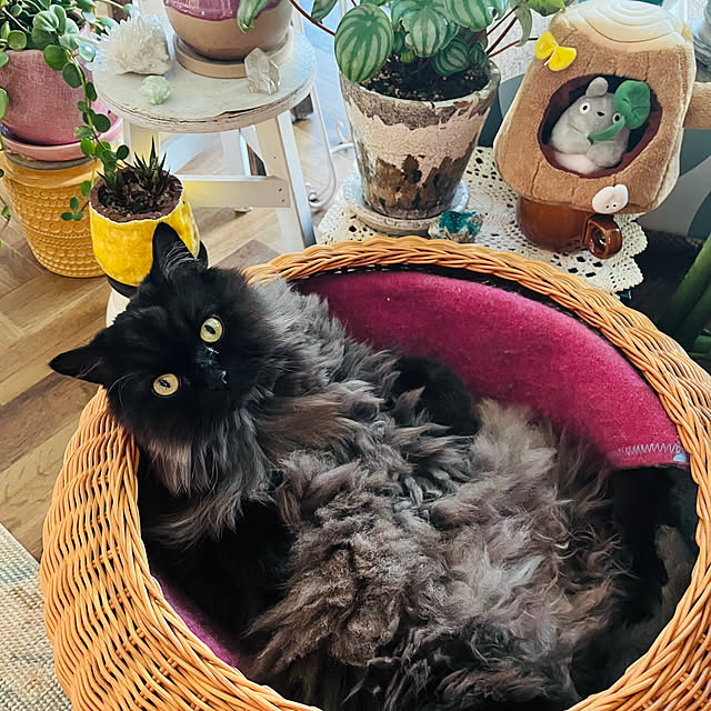 enonさんの実例写真