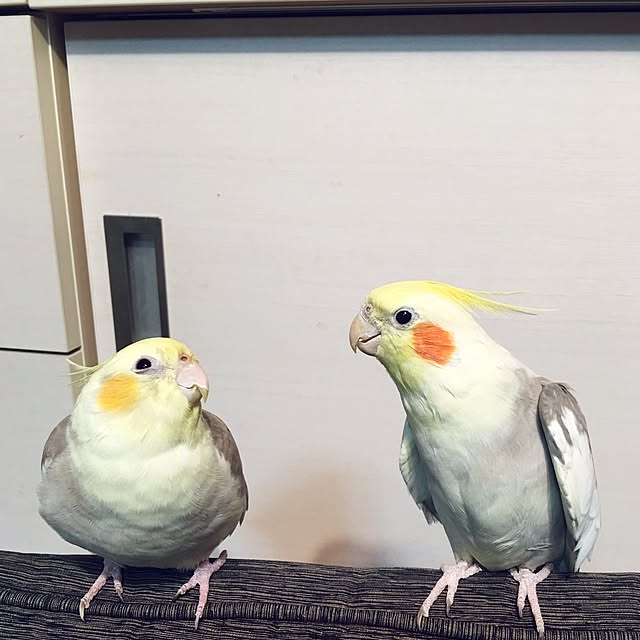 puriyuzuさんの実例写真