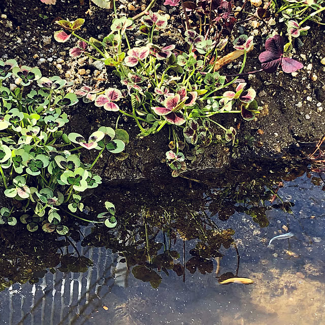 ecopanaさんの実例写真