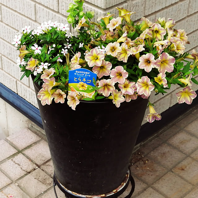 Kinanさんの実例写真