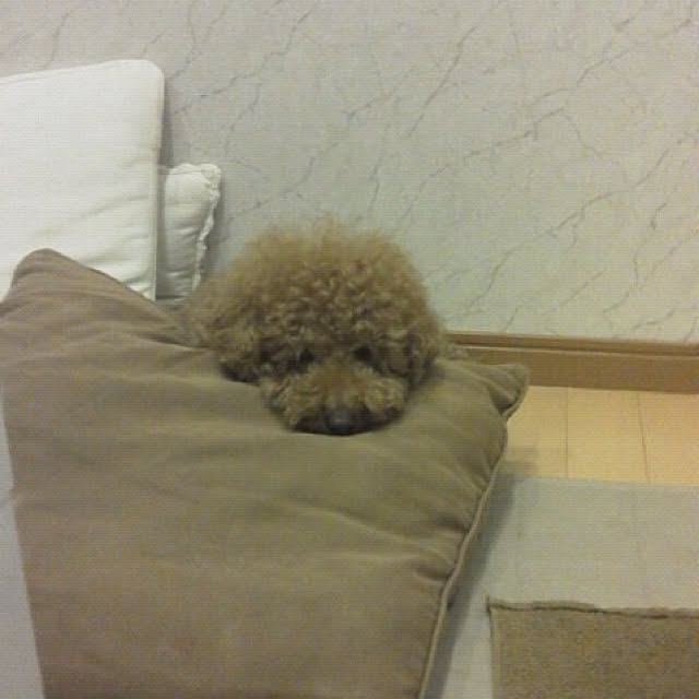 rookuさんの実例写真