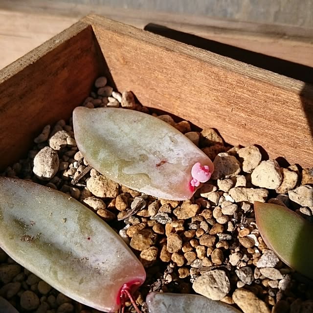 chocoraisinさんの実例写真