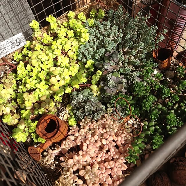 kaoringo.muimuiさんの実例写真