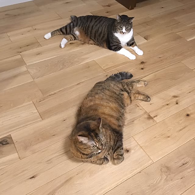 kuu511さんの実例写真