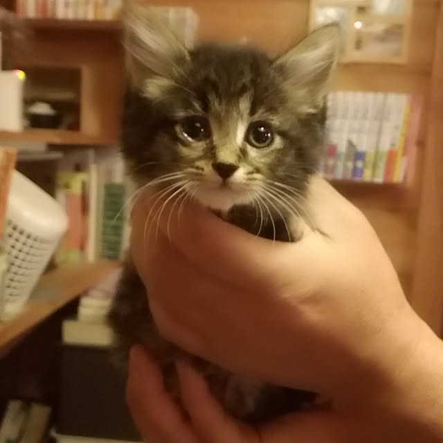 Maki-nekomamireさんの実例写真