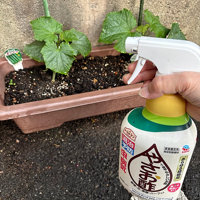 maayaさんの実例写真