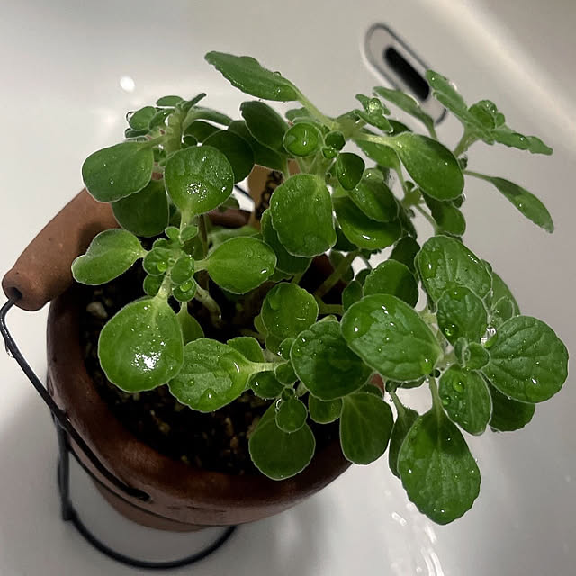 Ohigeさんの部屋