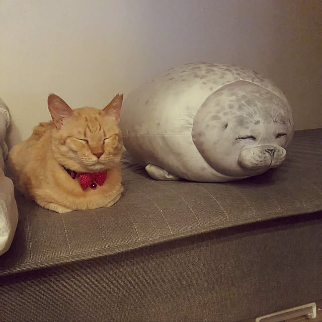 aykoさんの実例写真