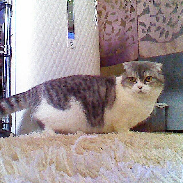 tosi66554さんの実例写真