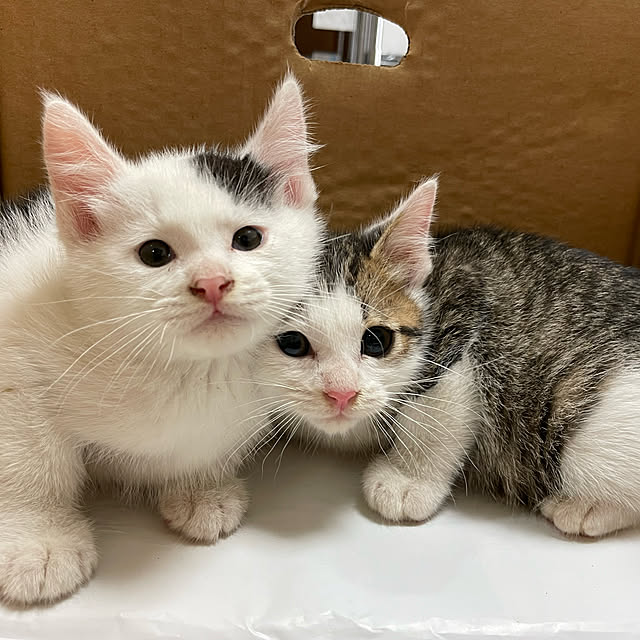 nekosamaさんの実例写真