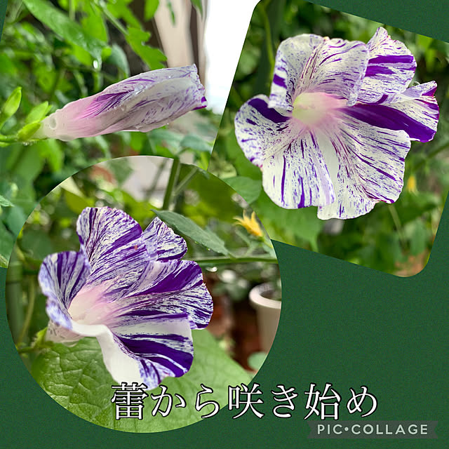 Aqettyさんの実例写真