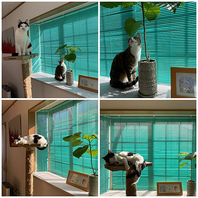 nobikoさんの実例写真