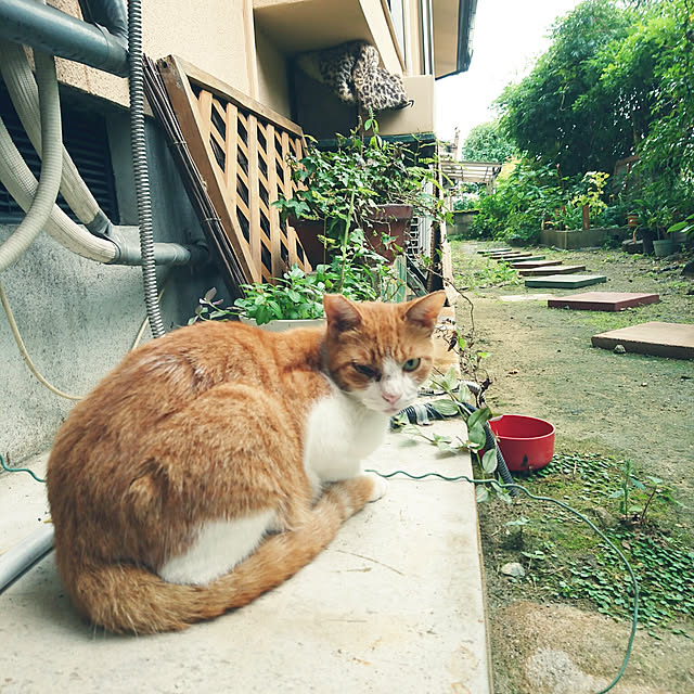 uchizukonyanさんの実例写真