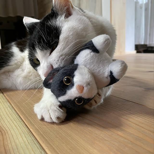 nekosamaさんの実例写真