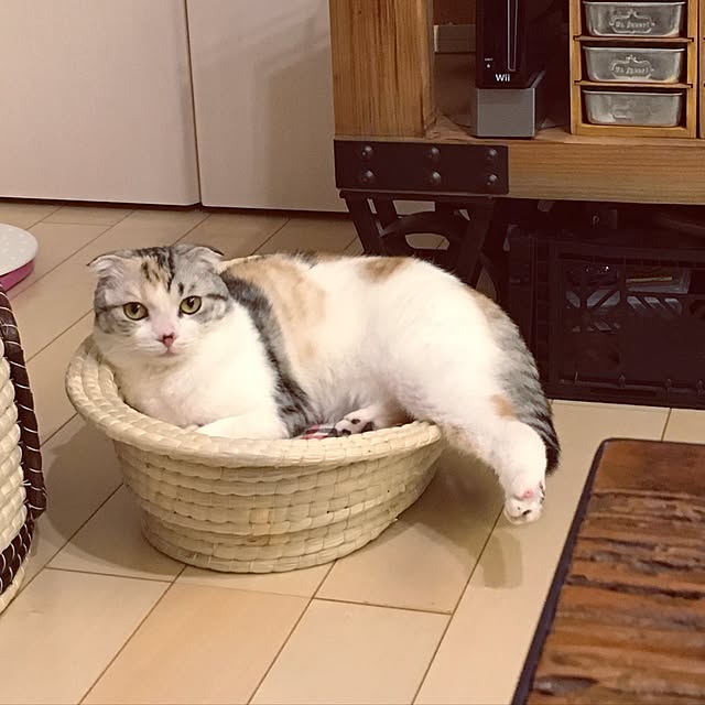 yokkochanさんの実例写真