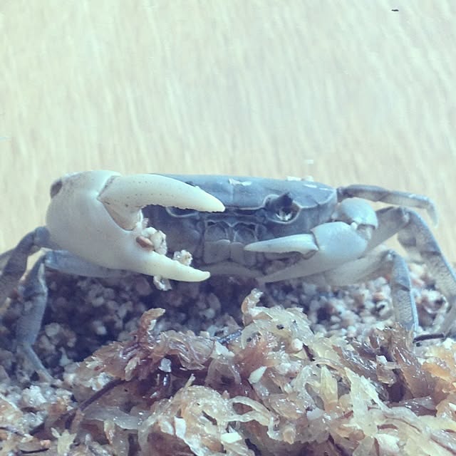 dicekbeetleさんの実例写真