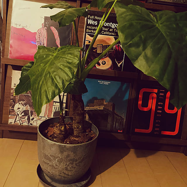 観葉植物/リビングのインテリア実例 - 2021-03-31 18:24:21