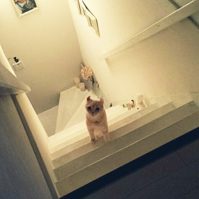 cottonさんの実例写真