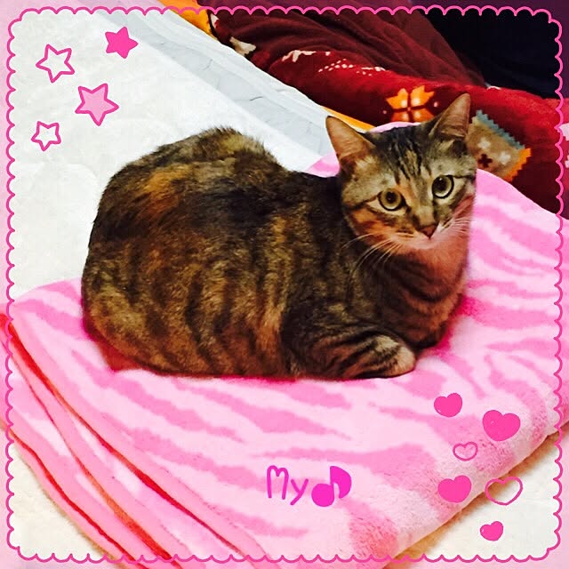 MASAさんの実例写真