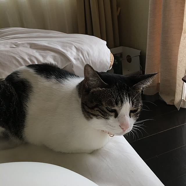 Shihoさんの実例写真