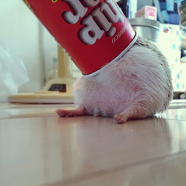 kuruさんの実例写真