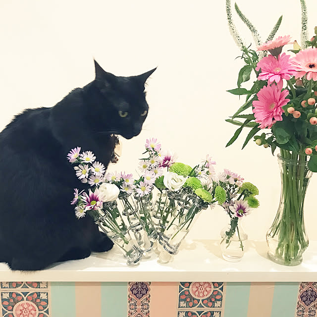 jucakikkaさんの実例写真