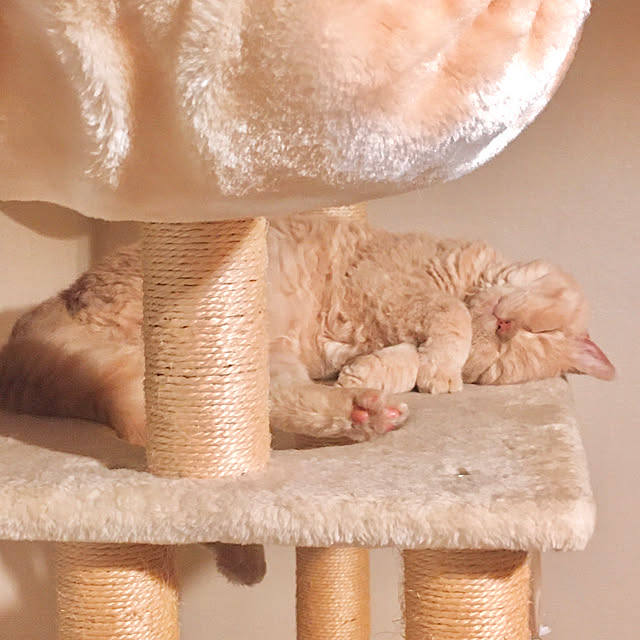 naokoさんの実例写真