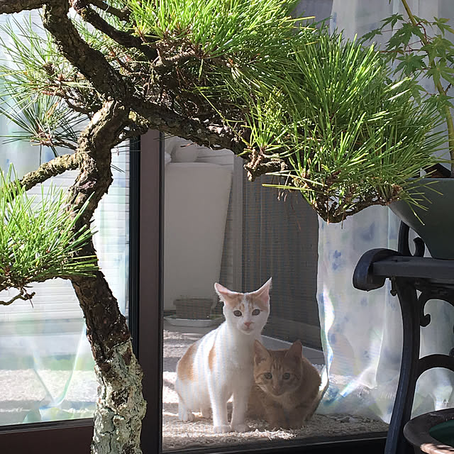 1156さんの実例写真