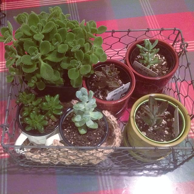机/多肉植物のインテリア実例 - 2014-03-23 21:07:03