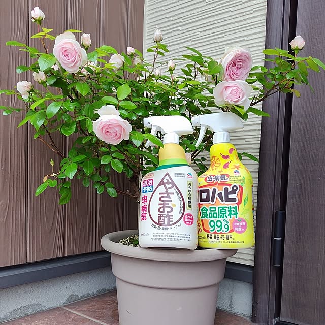 mutsuさんの実例写真