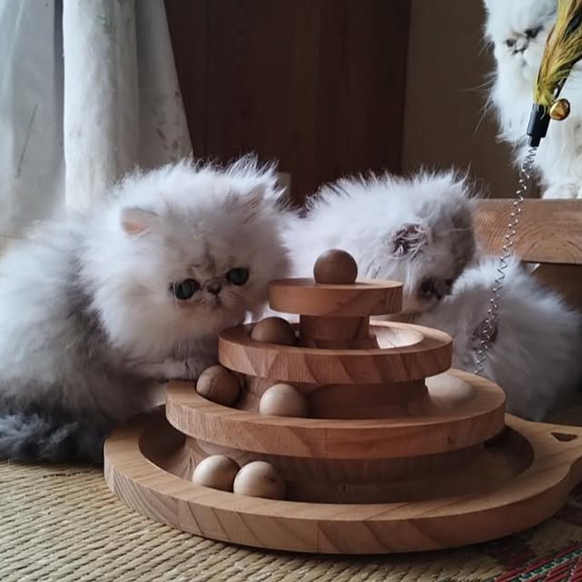 makaronさんの部屋