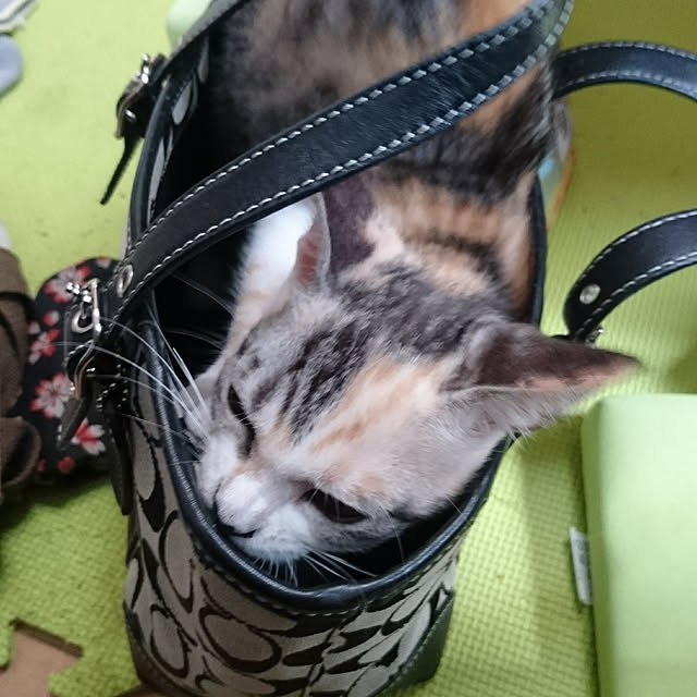 shinobuさんの実例写真