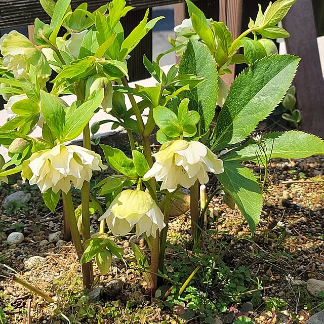 VIORAさんの実例写真