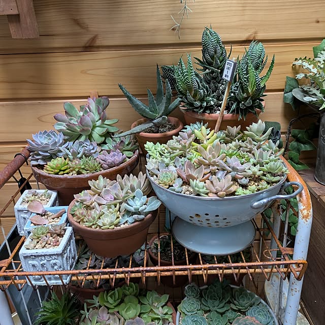 tikuwaさんの部屋